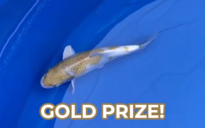 Gold & Silver op koi show in Japan!